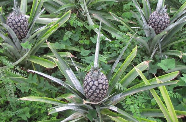 The Azores (Collette)