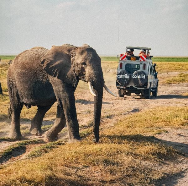 Tanzania Safari 35 to 45 (Contiki)