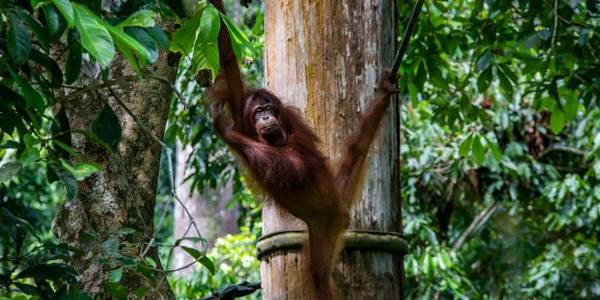 Journeys: Best of Borneo (G Adventures)