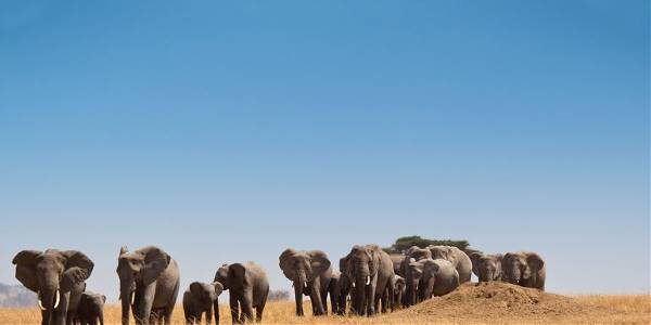 Safari in Kenya & Tanzania (G Adventures)