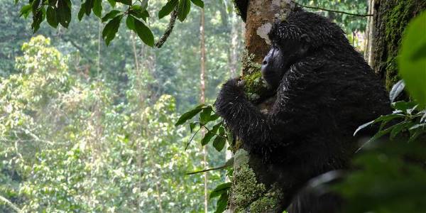 Kenya & Uganda Gorilla Overland: Forests & Wildlife Spotting (G Adventures)