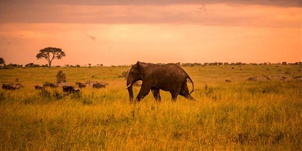 Serengeti Safari & Zanzibar (G Adventures)