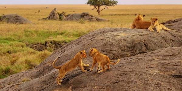 East Africa Overland: Serengeti & Safari Drives (G Adventures)