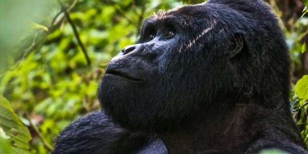 Uganda Overland: Gorillas & Chimps (G Adventures)