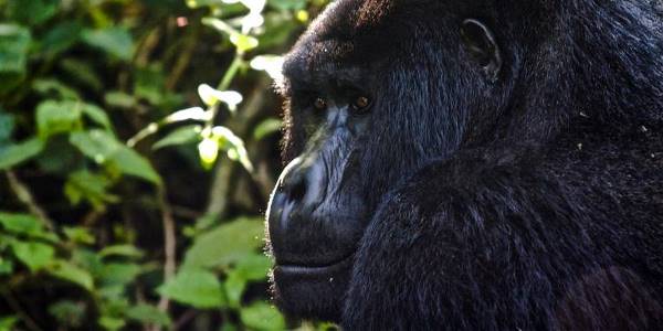 Uganda to Rwanda: Gorilla Treks & Safari Drives (G Adventures)