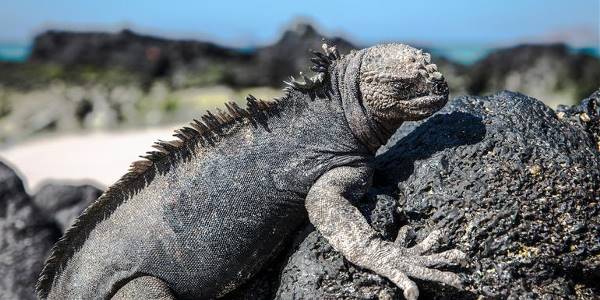 Galápagos — North & Central Islands aboard the Eden (G Adventures)