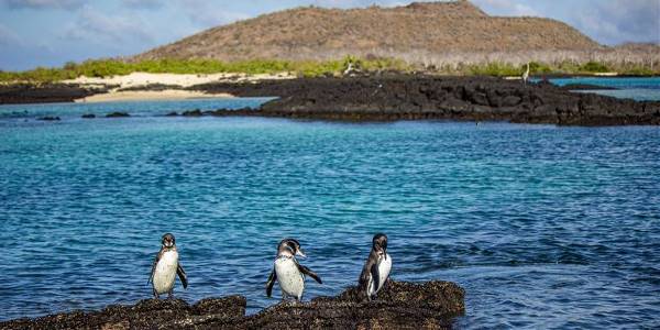 Galápagos – Central and East Islands aboard the Reina Silvia Voyager (G Adventures)