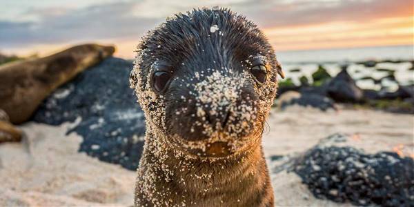 Galápagos – West and Central Islands aboard the Reina Silvia Voyager (G Adventures)