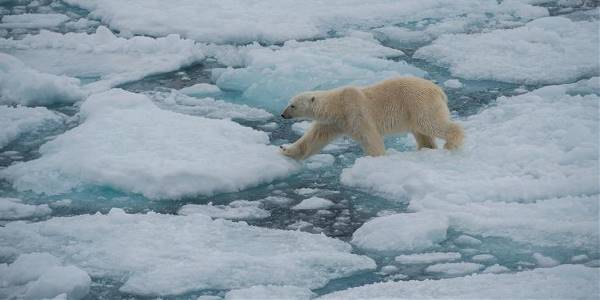 Realm of the Polar Bear (G Adventures)