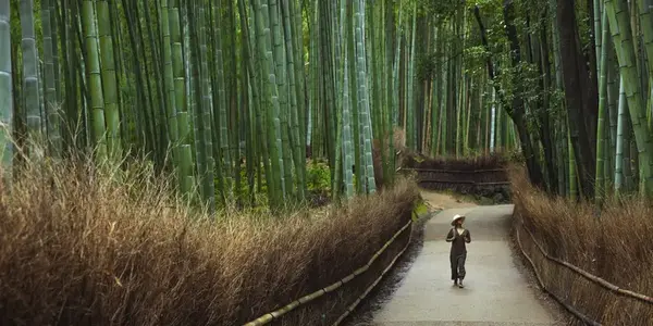 Solo-ish Japan (G Adventures)