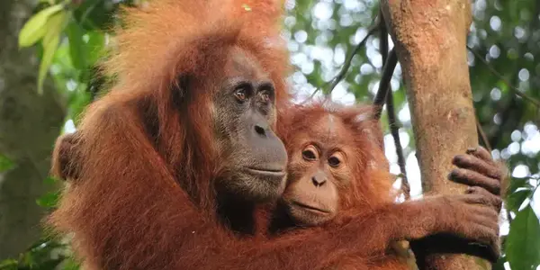 Sumatra’s Wild Side: Orangutans, Rivers & Rural Life (G Adventures)
