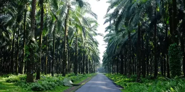 Sumatra to Bali: Wildlife, Waves & Wilderness (G Adventures)