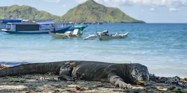 Bali to Flores: Trails, Tribal Villages & Dragon Lagoons (G Adventures)