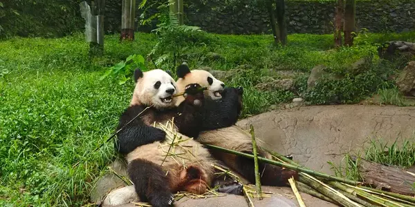 Journeys: Pandas & the Peaks of Zhangjiajie (G Adventures)