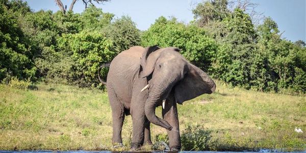 Zimbabwe and Botswana: Chobe, Hwange & the Wildlife of Victoria Falls (G Adventures)