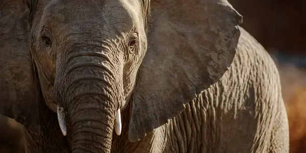 Signature: South Africa from Cape Town to Kruger (G Adventures)