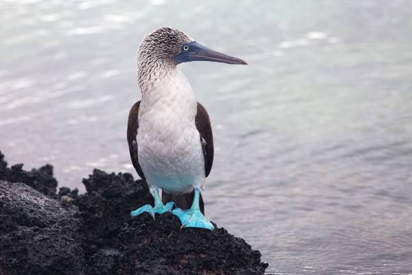 Galapagos In Focus (Grand Queen Bea) (Intrepid)