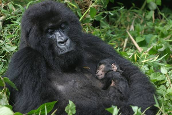 Gorillas & East Africa Safari (Intrepid)