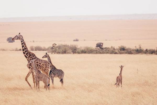 Kenya Wildlife Safari (Intrepid)