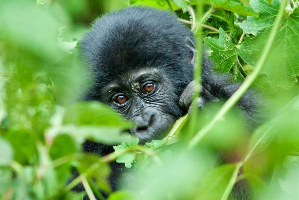 Remarkable Rwanda & Gorillas of Uganda (Intrepid)
