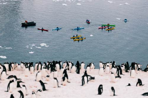 Best of Antarctica: Whale Discovery (Intrepid)