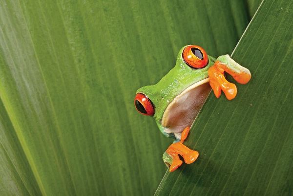 Costa Rica Experience (Intrepid)