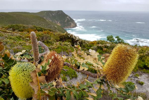Hike the Bibbulmun Track: Walpole to Denmark (Intrepid)
