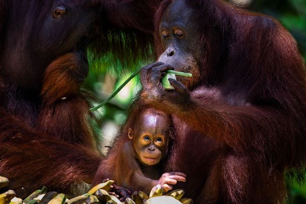 Borneo Family Holiday (Intrepid)