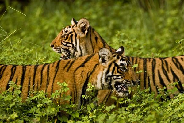 Classic Rajasthan (Intrepid)