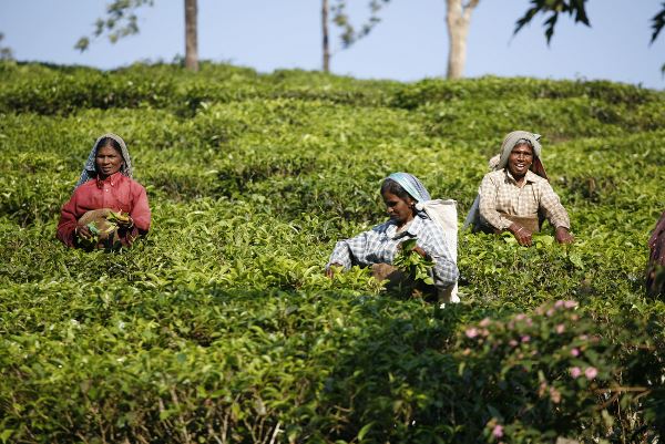 India Expedition: Sikkim, Assam & Nagaland (Intrepid)