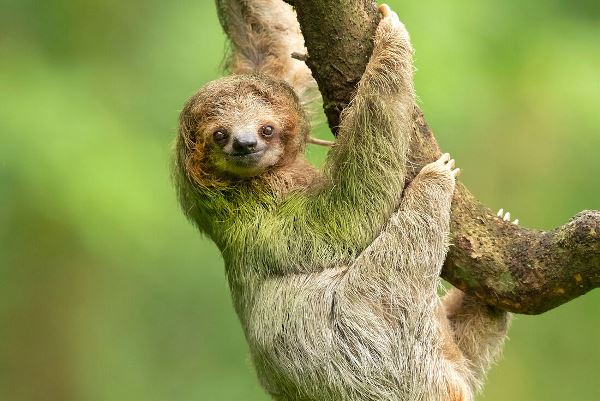 Classic Costa Rica (Intrepid)