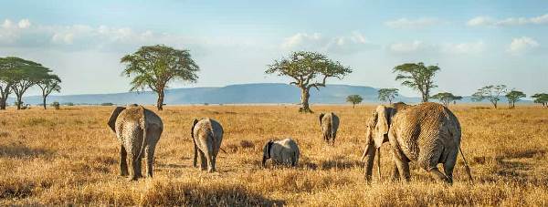 Tanzania: In the Footsteps of the Migration (Lion World Travel)