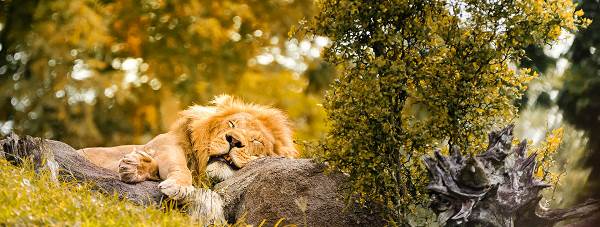 Zambia In Style (Lion World Travel)