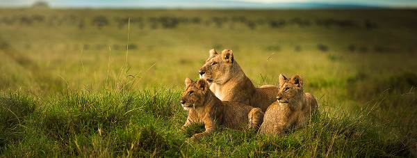 Discover Botswana (Lion World Travel)