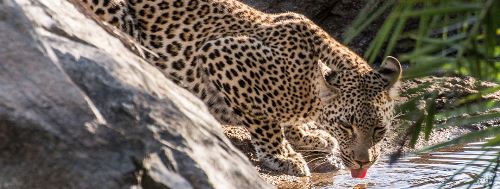 City and Safari Simply South Africa (Lion World Travel)