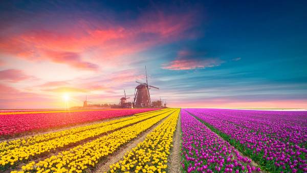 Holland & Belgium at Tulip Time (2024) - Amsterdam to Brussels (Uniworld)