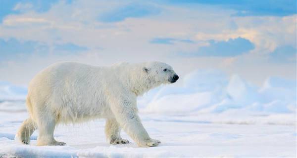 Wild Wonders of the Arctic (On The Go Tours)