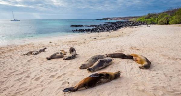 Galapagos Island Hopping (On The Go)