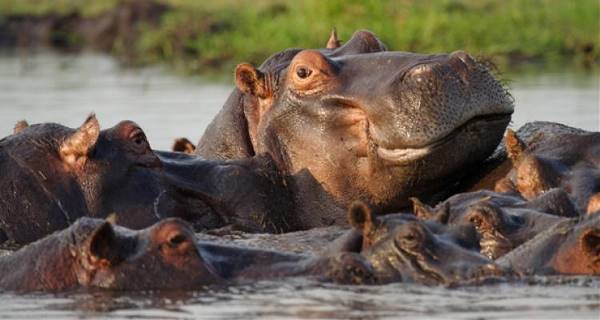 Okavango & Chobe Discovery (On The Go)