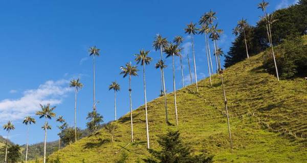 Caffe Colombia (On The Go)