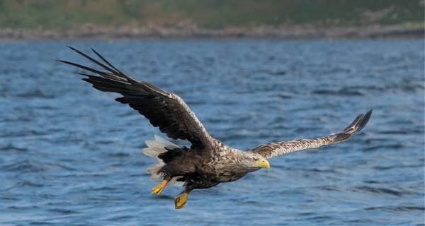 Wild Scotland Express (On The Go)