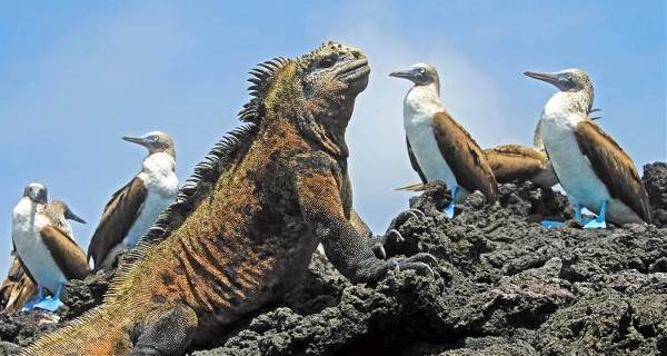 Galapagos Encompassed (On The Go)