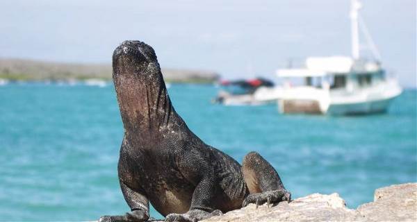 Highlights of the Galapagos (On The Go)