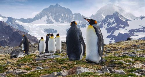 Antarctica, South Georgia & Falklands Explorer (On The Go)