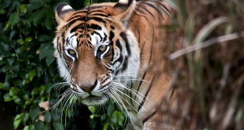 Nepal, Taj & Tigers (On The Go)