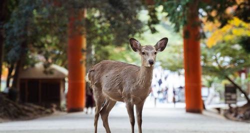 Osaka & Hiroshima Adventure (On The Go)