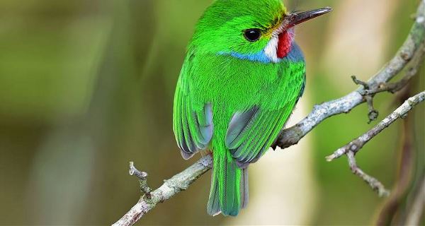 Cuba Birdwatching Adventure (On The Go)