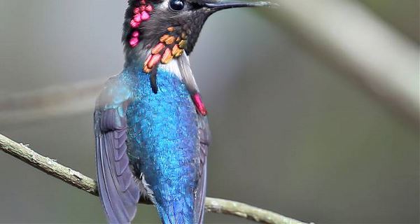 Cuba Encompassed (On The Go)