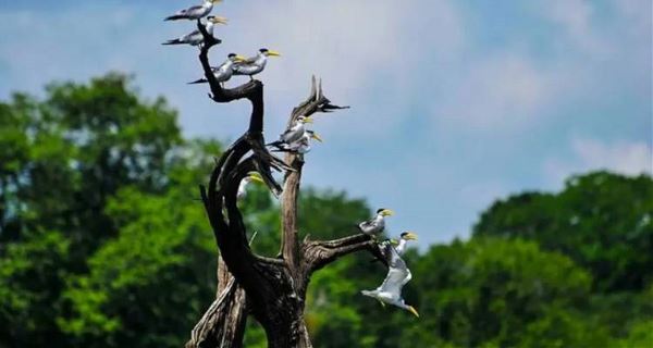 Manaus Amazon Adventure (On The Go)