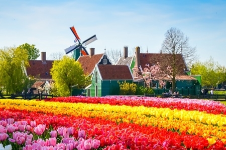 Nederland en de tulpen (formule haven/haven) (Croisi Europe)